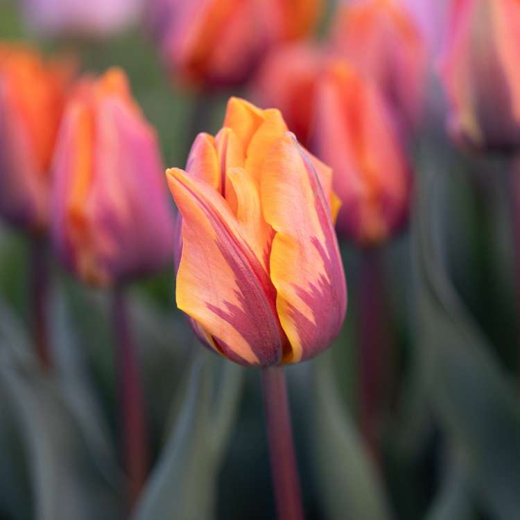 Tulpan 'Princess Irene'